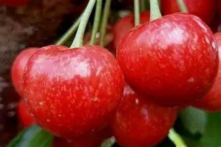 樱桃种植施肥需要注意什么