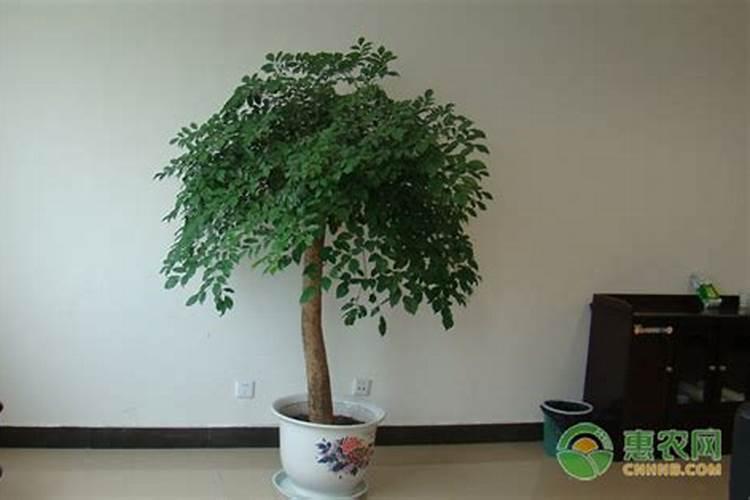 白杨树什么季节栽种最好？