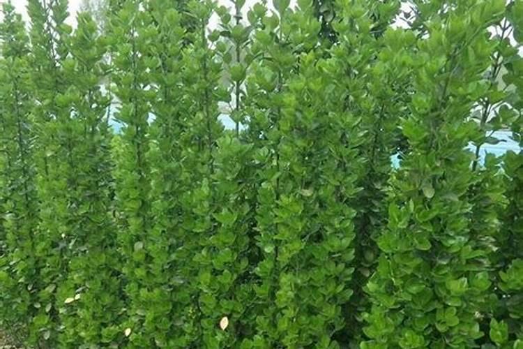 种植四月慢和上海青区别,在种植方法时间上有哪些