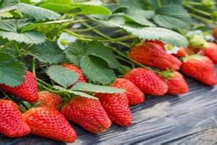 草莓开花结果期怎么施肥 肥料要怎么选择