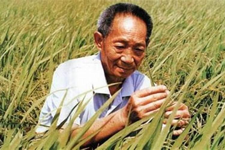 袁隆平到底为中国农业发展做出了多大贡献
