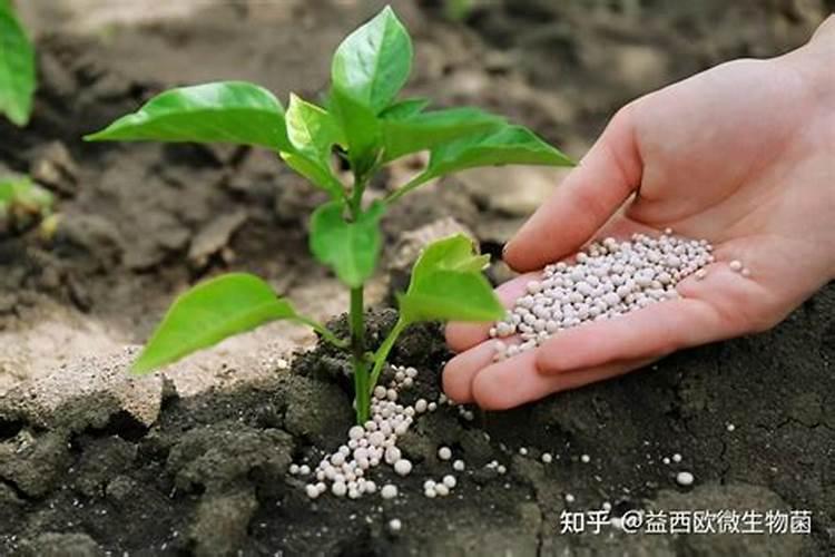中量元素水溶肥料作用