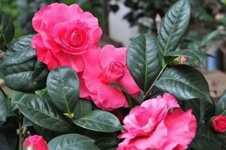 茶花打花苞施什么肥 施肥不能多