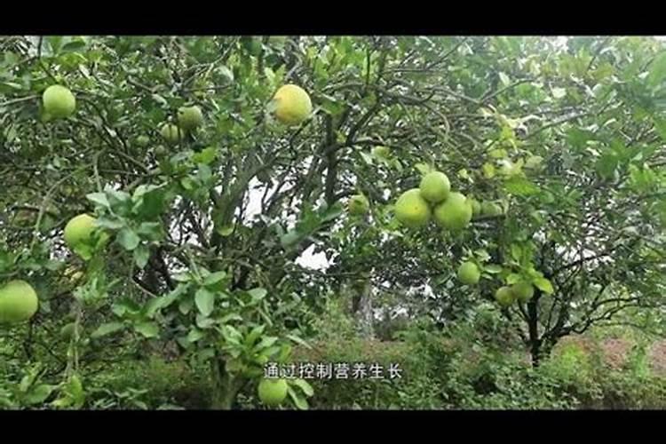 兰花多久浇一次水肥 兰花的水肥管理要点