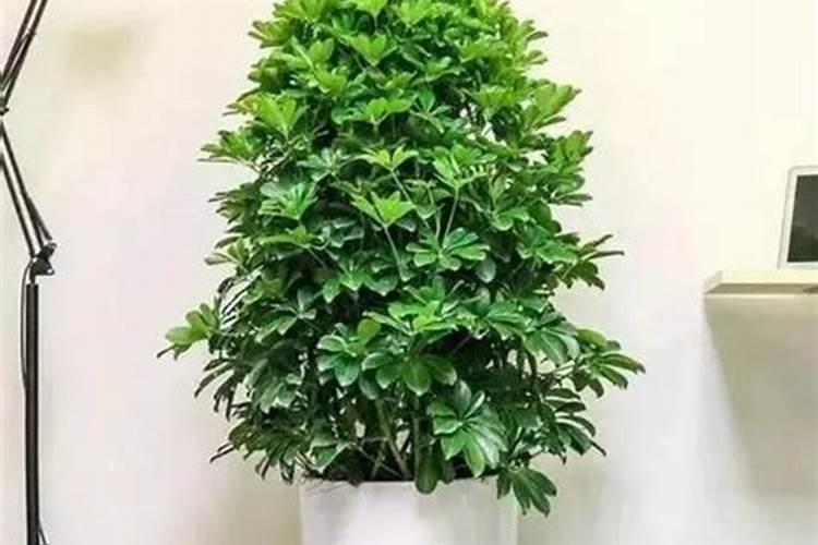 草莓各个时期的施肥方案 什么时候冲高磷肥