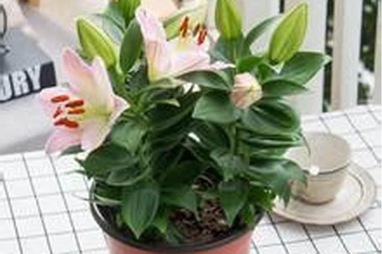 百合花芽期施什么肥