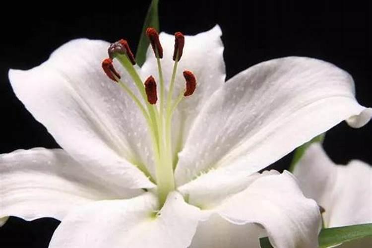 百合花怎么施肥