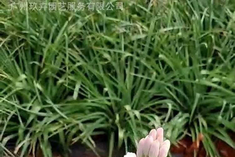 什么水可以代替硼砂水