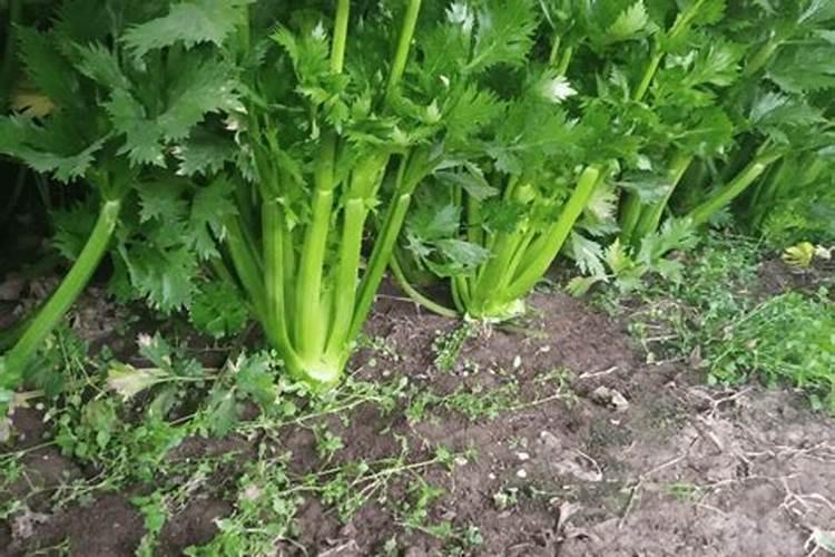 芹菜最好的肥料
