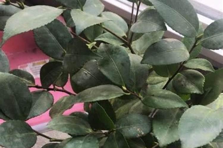 我施肥多了奌,茶花叶子掉了叶子还可救活吗r？