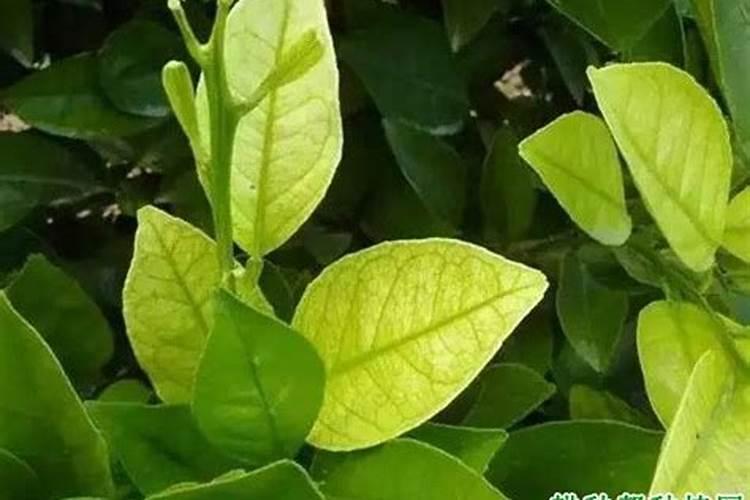 ...柑橘,设施是滴管,大量元素怎么使用啊？一亩地用多少墨土的水溶肥？