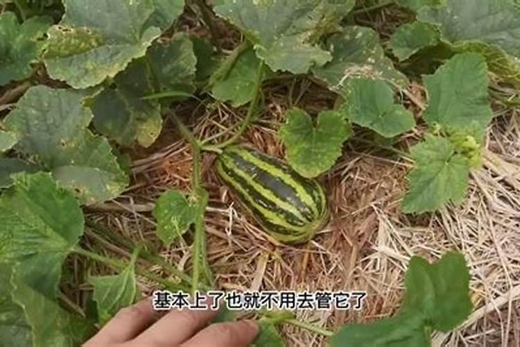 白菜施什么肥料长得最好