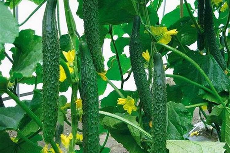 百部种植几年才能收获
