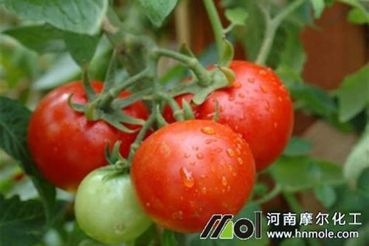 巨峰葡萄成熟期追什么肥料最好
