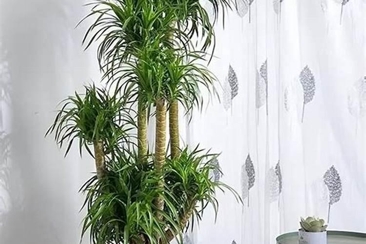 复合肥可以化成水浇花吗？