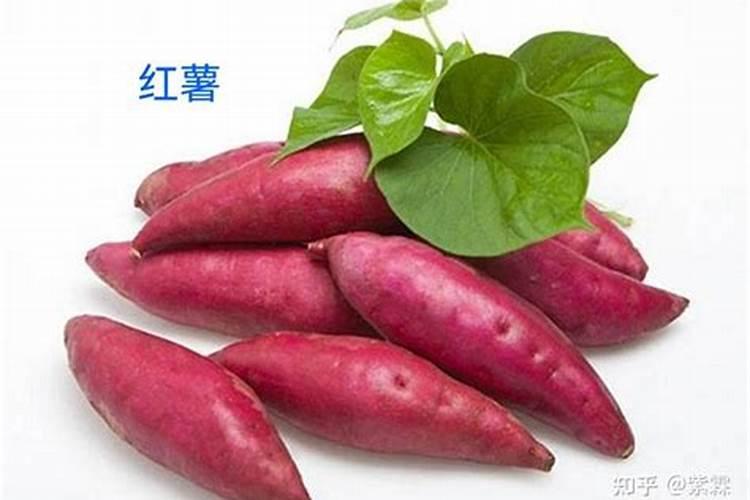 红薯施肥用什么肥料