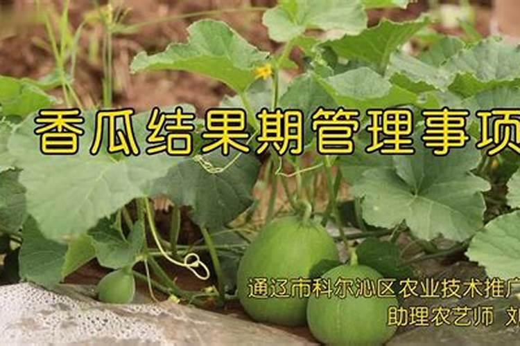 大地种植香瓜的增甜方法