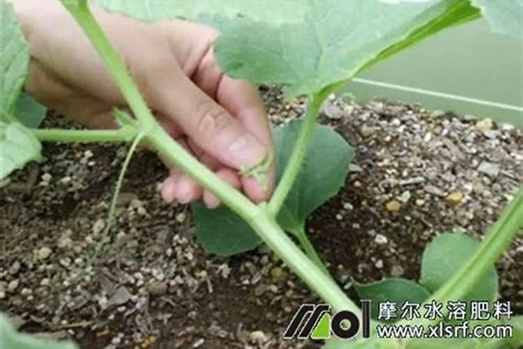 香瓜膨果期用什么肥料？