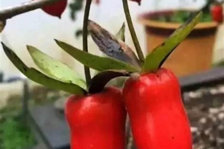 一般花草需要施什么肥花卉百科