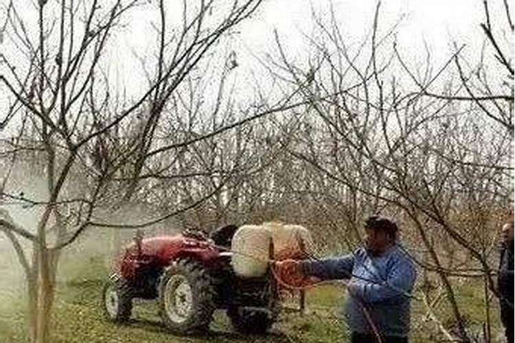 石榴树最怕什么农药