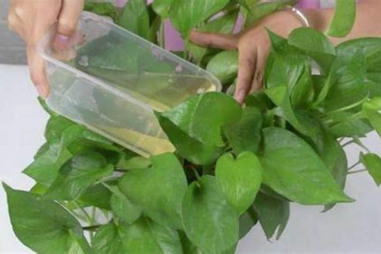 芦荟怎么养才能更旺盛