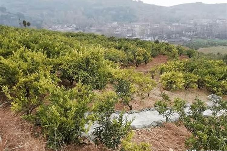 柑橘缺硼会怎样？怎么补充硼肥？