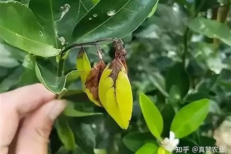 柑橘叶片黄化怎么办？