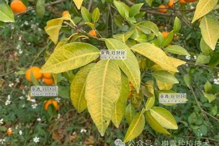 橘子树用什么肥料最好？橘子树施肥方法和注意事项