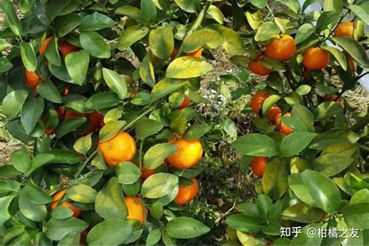 柑橘树叶子发黄是怎么回事 柑橘树叶子发黄是什么原因