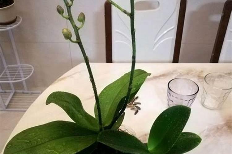 蝴蝶兰用什么肥料