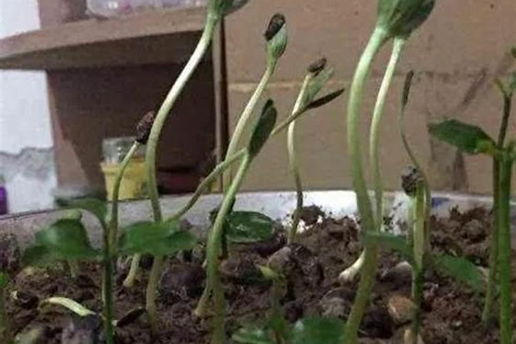 菊花批发市场在哪里便宜