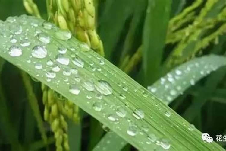 玉兰树的养殖方法和注意事项