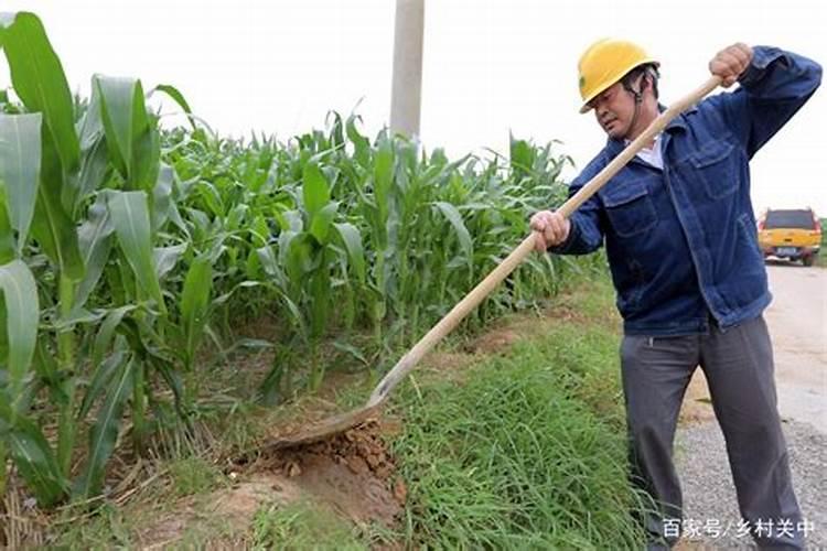 玉米何时追肥？追肥时如何给玉米浇水？