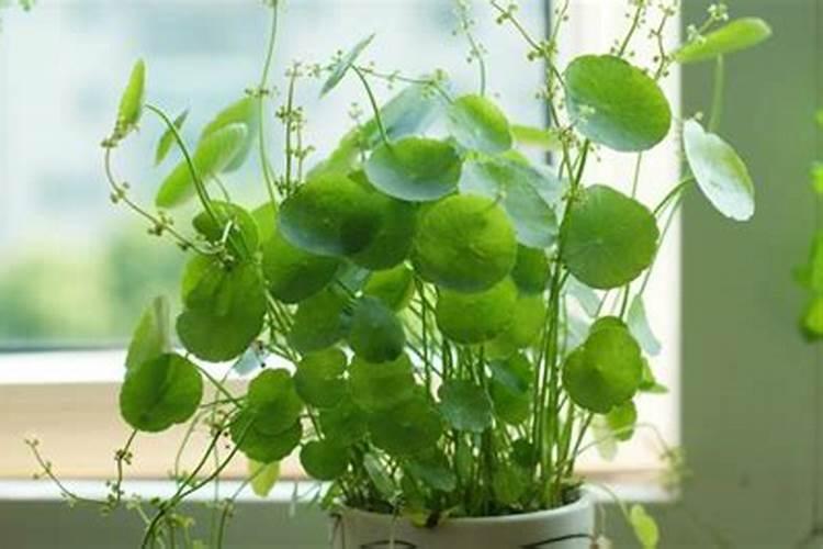 铜钱草施什么肥最好 适合用什么肥料