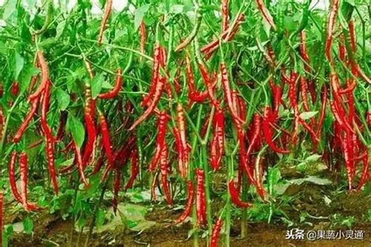 植物磷肥种类有哪些？