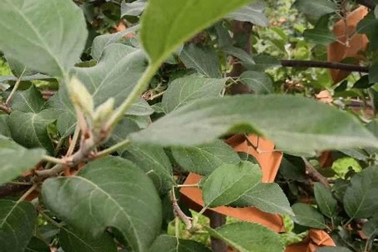 苹果用什么水溶肥好