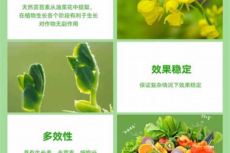 脐橙树冬季什么时候可以打芸苔素？