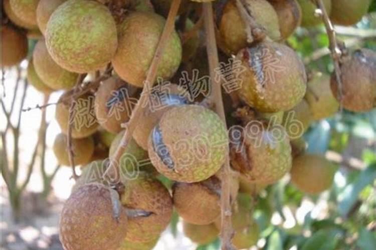 龙眼树养树时候用什么肥对后期催花容易？