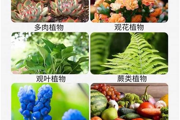 家庭养花要买什么肥料