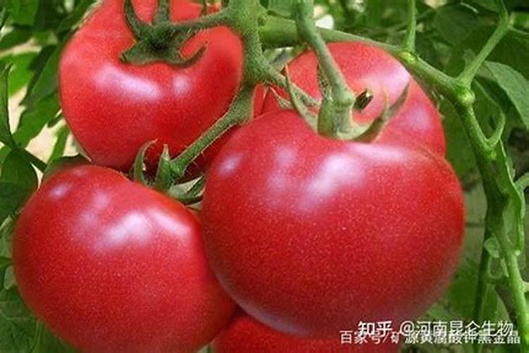 西红柿施什么肥果实膨大快？