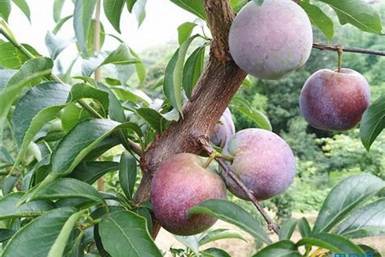 什么肥料是最适合果树、能排第一名的？