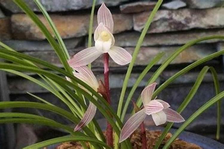 复合肥种花的正确使用方法、颗粒复合肥怎么使用正确