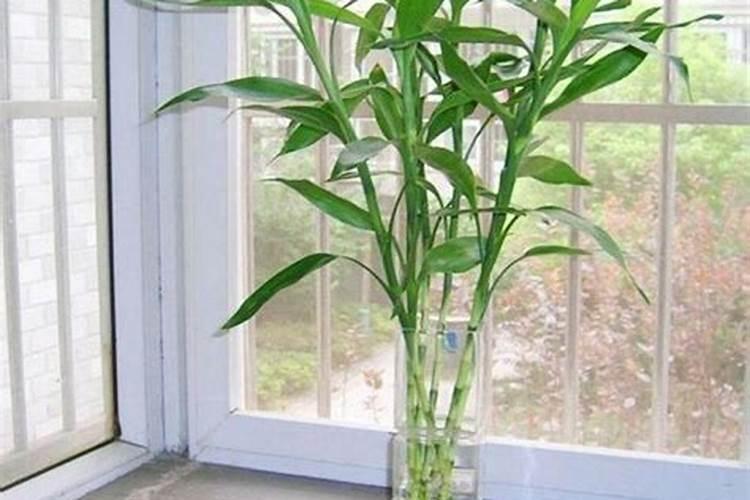 开花结果时施什么肥