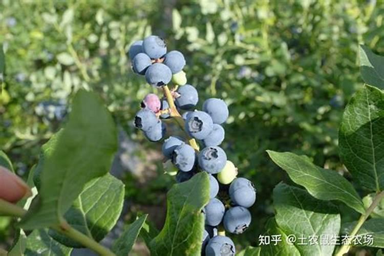 辣椒定值后怎么管理,可以减少烂根死棵、重茬病害的问题？