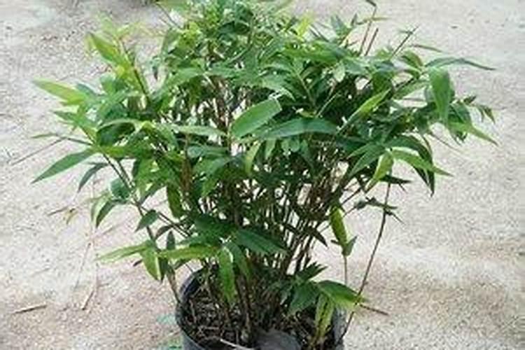 麻山药地阔叶草防治,苗后除草:反齿苋、藜、铁苋等阔叶草,用什么除...