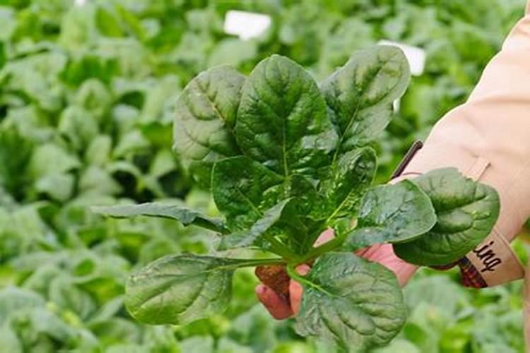 菠菜使用何种肥料能够快速生长
