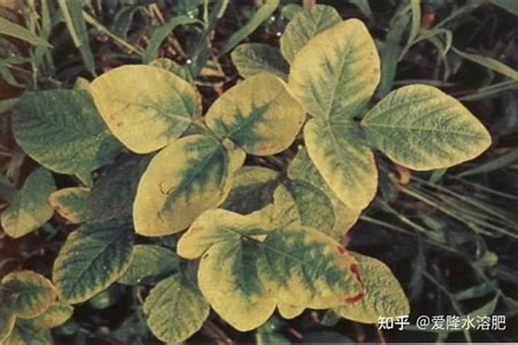 请问老师们,西红柿花分化成叶和头,是什么原因,它们要去掉吗？第一花穂留...