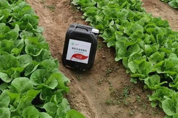 瓜果蔬菜施肥时间和方法是什么 瓜果蔬菜施肥时间和方法