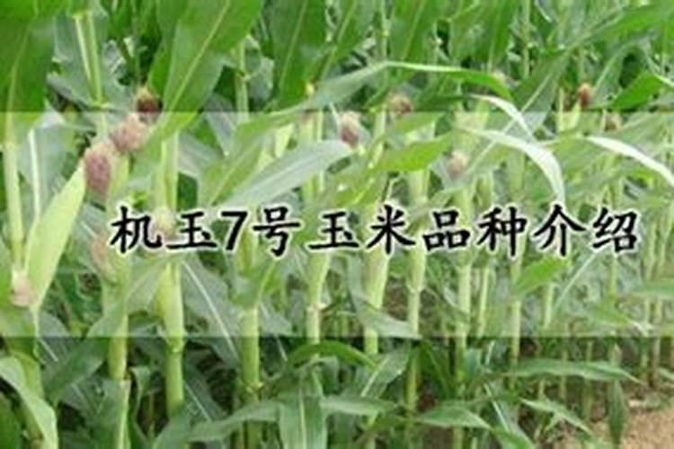 玉米后期追肥主要追什么肥