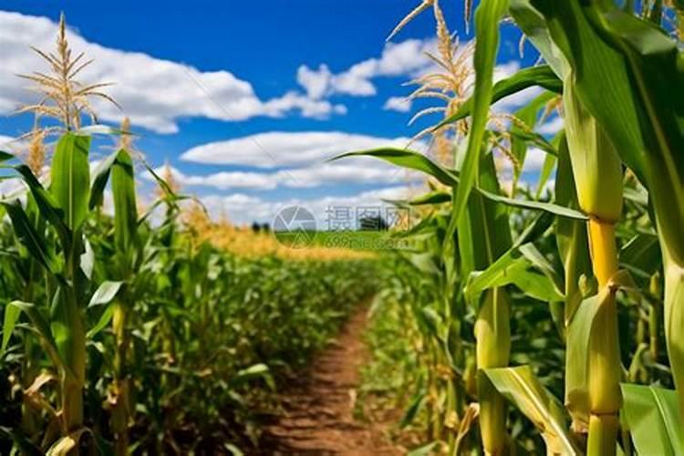 玉米一生打几遍营养药